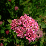 Subalpine Spiraea, Spriraea densiflora