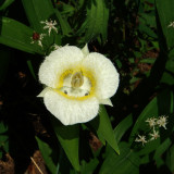 Subalpine Maraposa Lily, Calocortus subalpinus