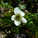 Marsh Violet, Viola palustris