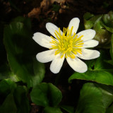 White Marsh Marigold, Caltha biflora