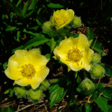 Fan-leaf Cinquefoil, Potentilla flabellifolia