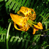 Columbia-or-Tiger Lily, Lilium columbianum