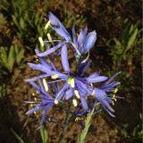 Camas, Camassia quamash