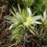 Desert Sandwort, Arenaria franklinii