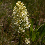 Death Camas, Zygadenus venosus