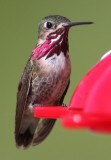 Calliope Hummingbird