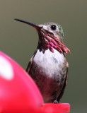Calliope Hummingbird