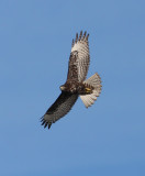 Harlans Red-tailed Hawk