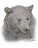 Alaskan Bear