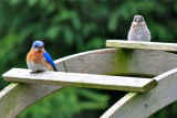 Guard birds