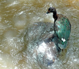 P1000886grduck.jpg