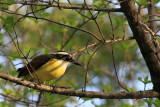 Great Kiskadee, Pitangus sulphuratus