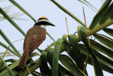 Great Kiskadee, Pitangus sulphuratus