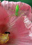 Green Lynx Spider