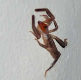  Solpugid