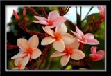 Flowers Of Nicaragua