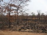 A burned area of mopane forest