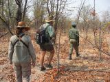 Walking back through mopane forest