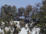 San Diego - Trees... and a wall