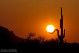 Cactus Sunset