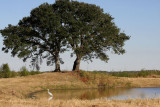 Two Live oaks (Quercus virginiana) on a cheniere