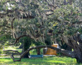 Spanish Moss in Live Oaks