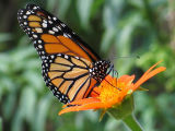 Butterfly on Zinnia