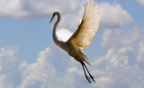 The Fighting Egret