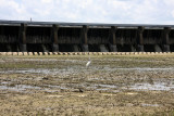 River Drops Eight Feet - Spillway Drying Up - June 9, 2008