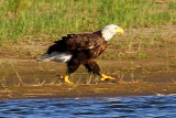 Eagle - from about 300 yards away