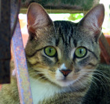 Little Minou