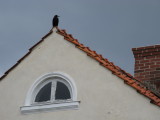 A crow