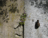 Shadows and else