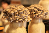 Japan - Mushrooms