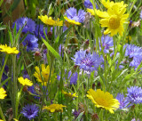 Meadow Flowers