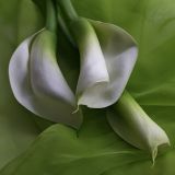 Arum Lillies