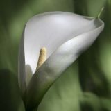 Arum Lilly