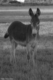 September 19th, 2006 - Donkey in BW 3364
