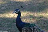 Peacock 3494.jpg