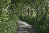 A Country Road In Cornwall