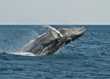 Humpback Whale Breaching