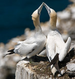 Gannets Engaging In Greeting Ritual