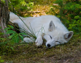 Arctic Fox - Six Images From Salmonier Nature Park