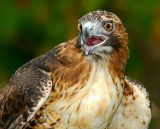 Red-Tailed Hawk