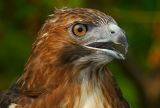 Red-Tailed Hawk