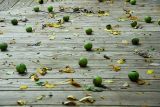 Walnuts On Our Deck
