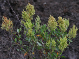 Rumex Skottsbergii