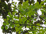 Ae Flower Buds