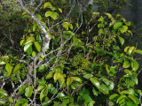 Fruiting Hame