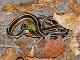 Garter Snake